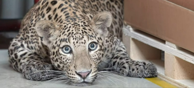 Raubtier-Alarm in Mercedes-Fabrik: Leopard stoppt Mercedes-Produktion